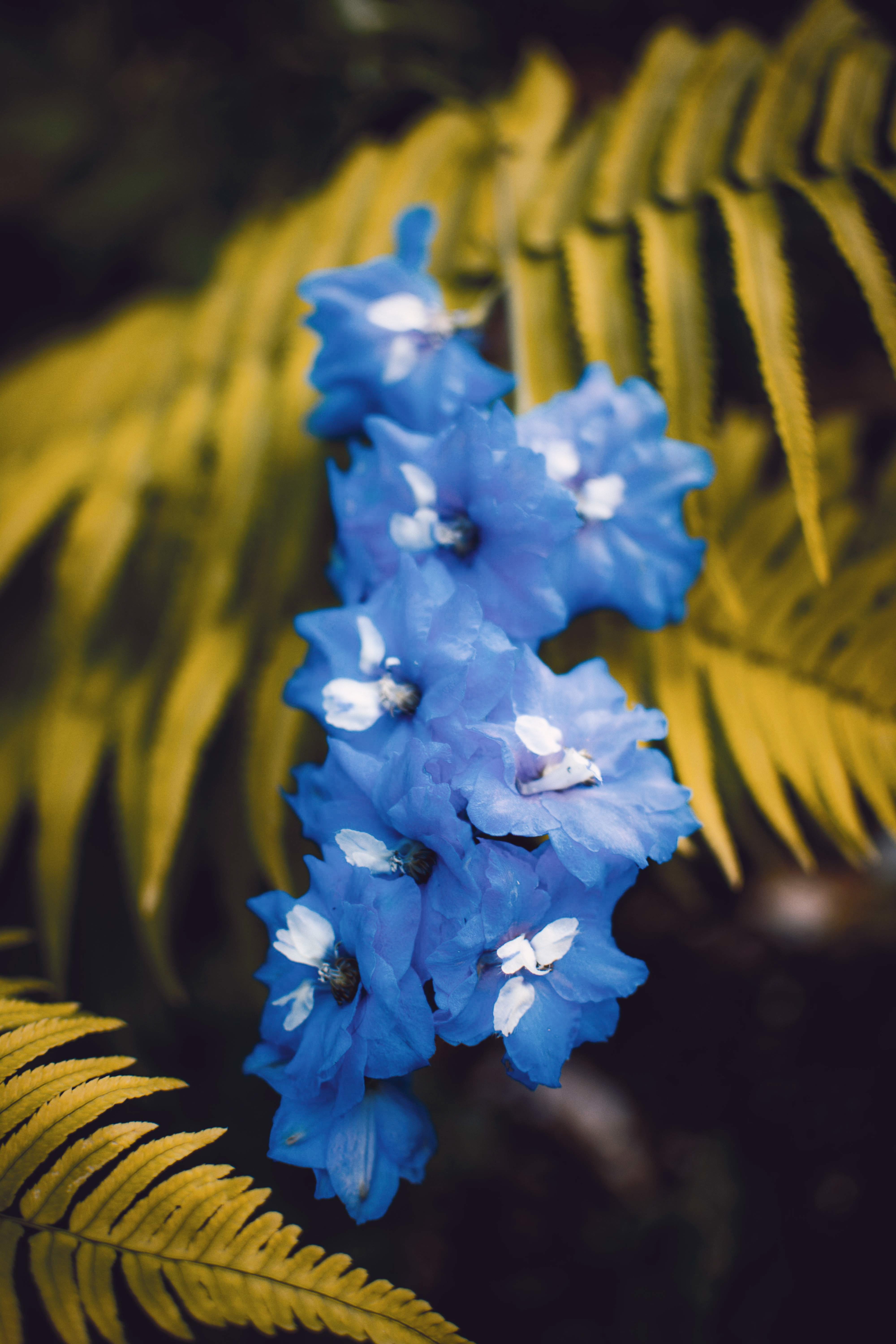 Blue Flowers
