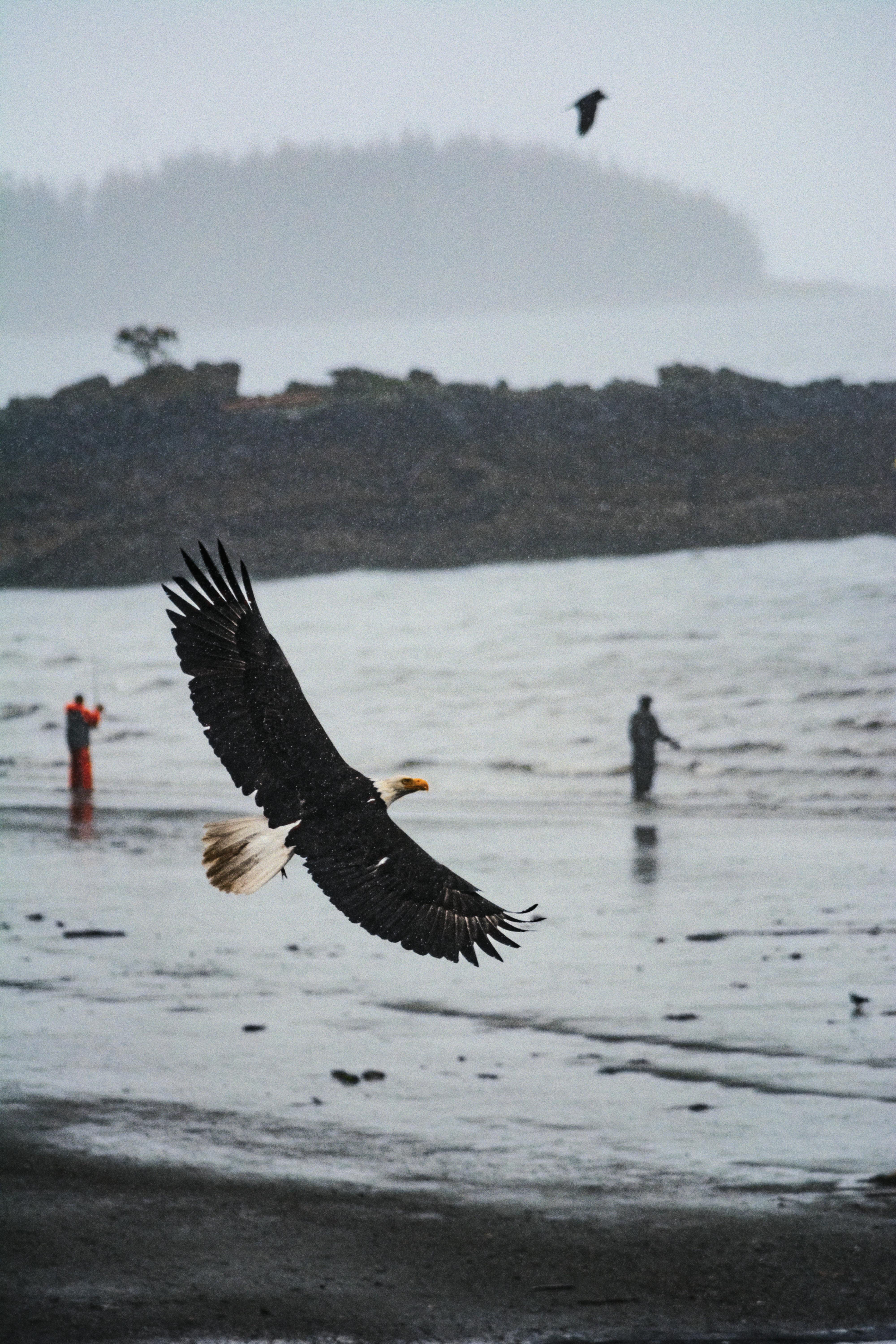 Bald Eagle