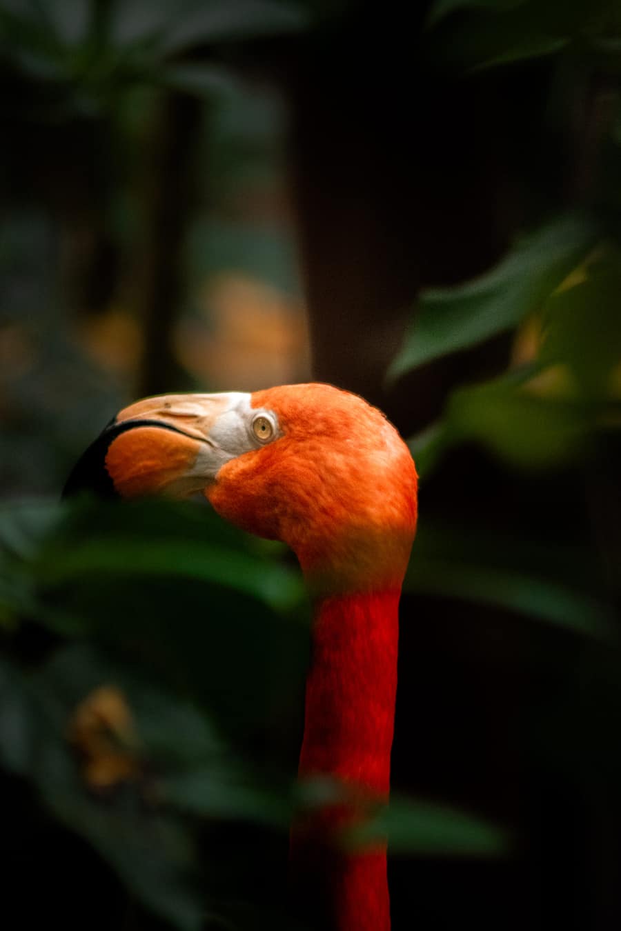 Flamingo · wildlife photography